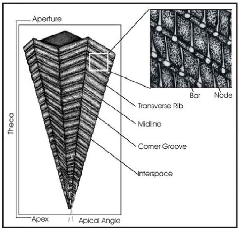 Conulariid anatomy from figure 3 of Simoes et al 2003